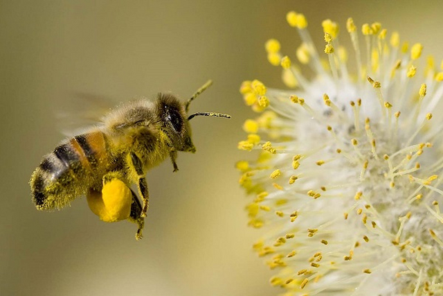 Nằm mơ thấy ong là điềm may hay xui? 